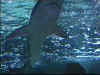Sea Aquarium - Shark